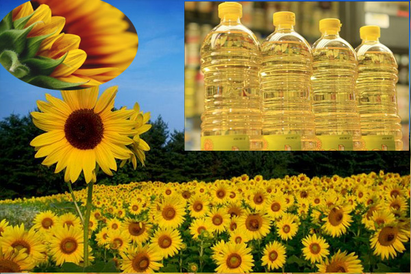 sunflower oil