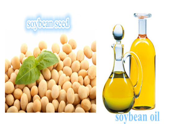 soybean oil 